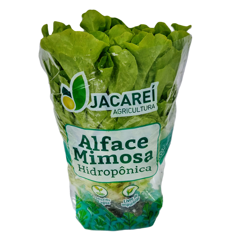 alface-mimosa-hidroponica